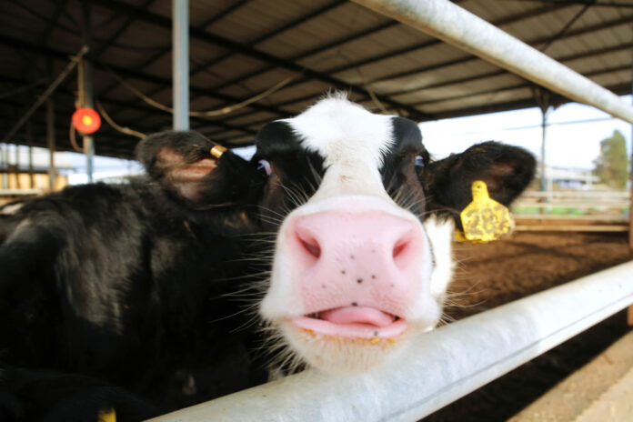 meat dairy breed cows on farm
