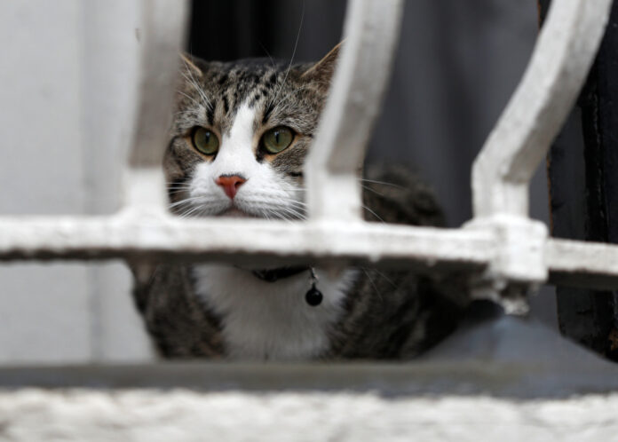 Julian Assange's cat sits on the balcony of Ecuador's embassy in London